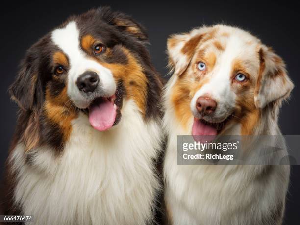 two purebred australian shepherd dogs - australian shepherd dogs stock pictures, royalty-free photos & images