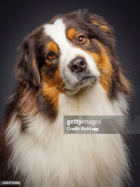 purebred australian shepherd dog - australian shepherd eyes stock pictures, royalty-free photos & images