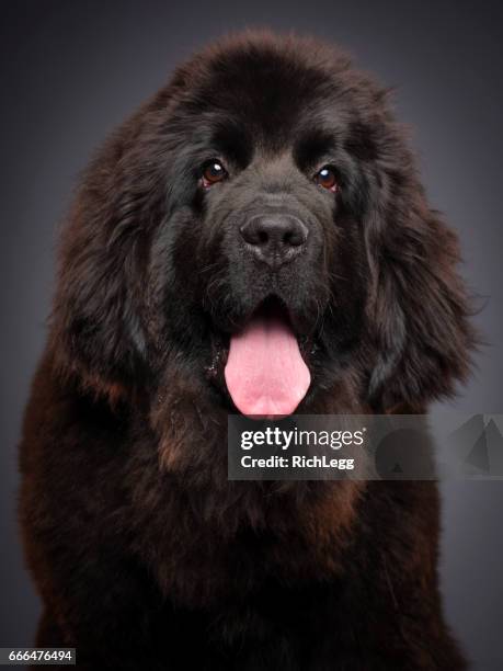 newfoundland dog - newfoundland dog stock pictures, royalty-free photos & images