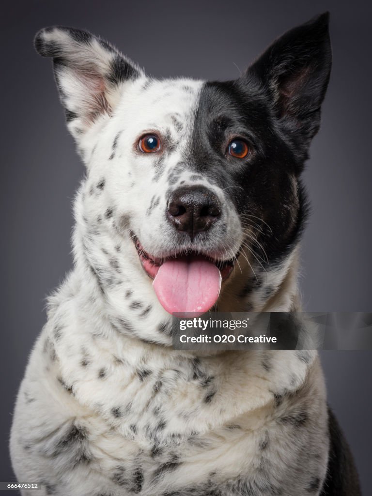 Gemischte Rasse Australian Shepherd Blue Heeler Hund