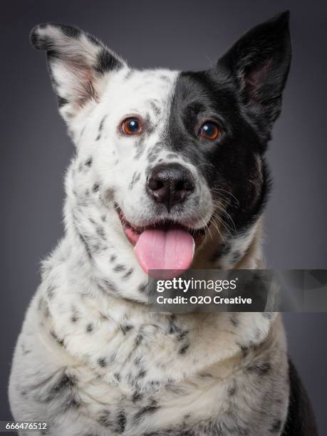mixed breed australian shepherd blue heeler dog - australian cattle dog stock pictures, royalty-free photos & images
