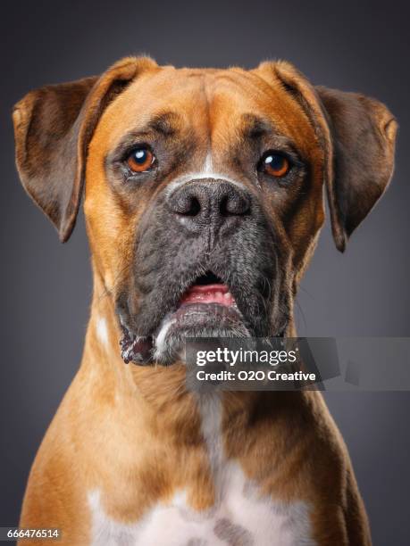 boxer dog - drooling stock pictures, royalty-free photos & images