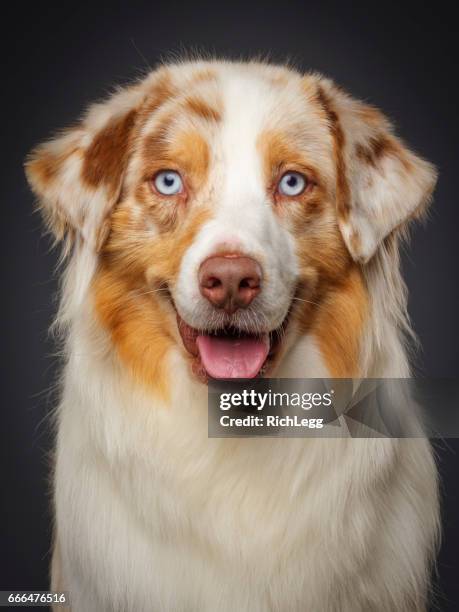 purebred australian shepherd dog - australian cattle dog imagens e fotografias de stock