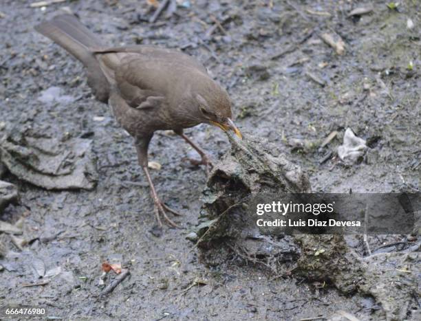 blackbird hen lifting rags from the river - posición elevada ストックフォトと画像