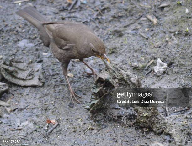 blackbird hen lifting rags from the river - mirando a la cámara stockfoto's en -beelden