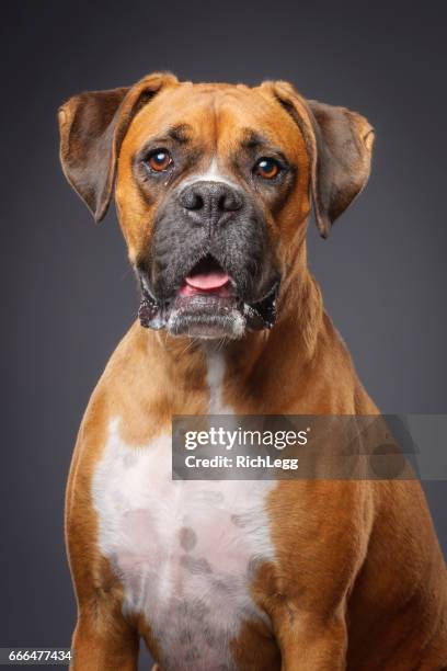 ボクサー犬 - boxer dog ストックフォトと画像