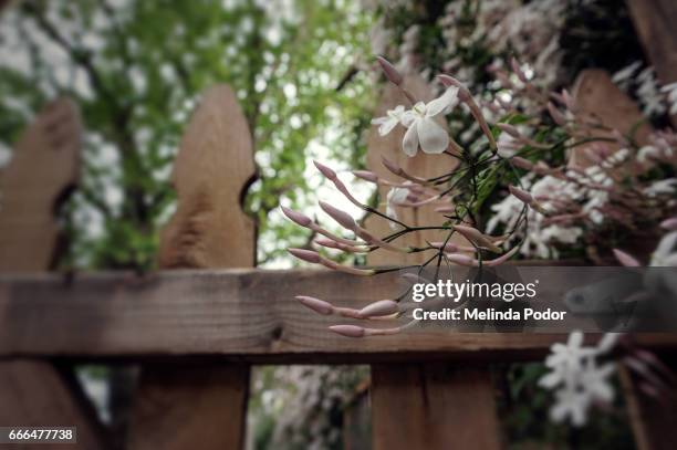 pink jasmine (jasminum polyanthum) and picket fence - white picket gate stock pictures, royalty-free photos & images
