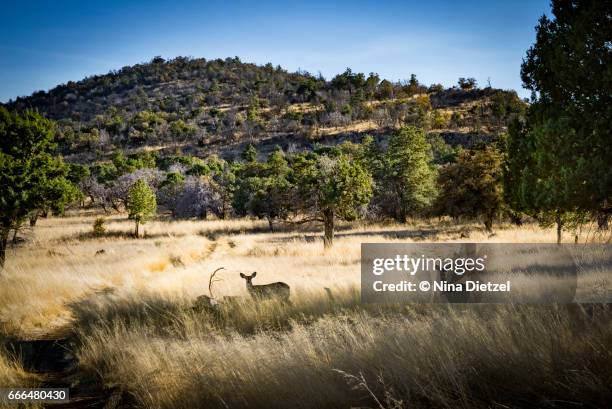 2,193 Davis Camera Stock Photos, High-Res Pictures, and Images - Getty ...