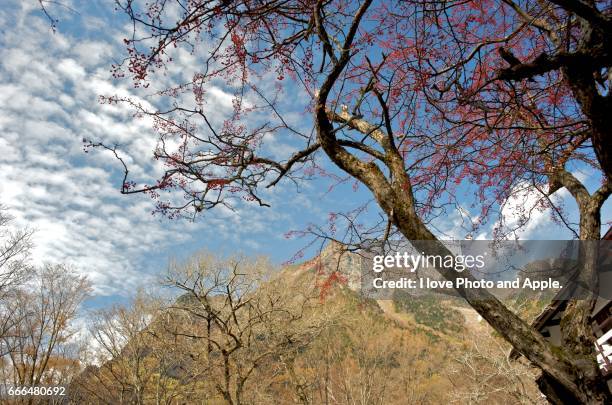 kamikochi autumn scenery - 果実 stock-fotos und bilder