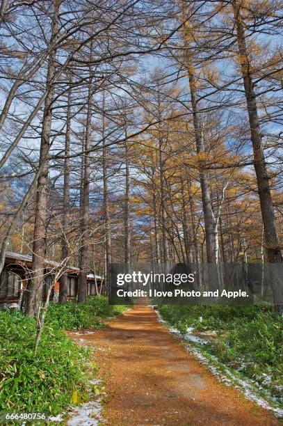 kamikochi autumn scenery - 歩く stock-fotos und bilder