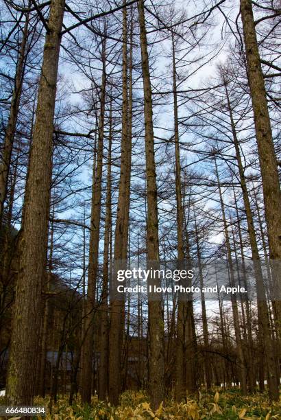 kamikochi spring scenery - 長野県 fotografías e imágenes de stock