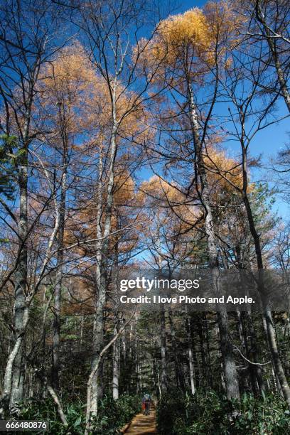 kamikochi autumn scenery - 長野県 stock-fotos und bilder