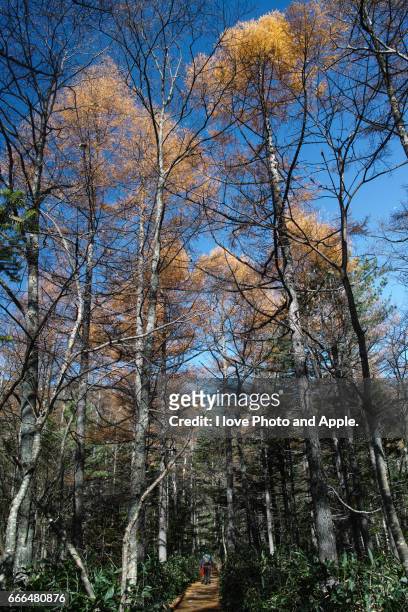 kamikochi autumn scenery - 長野県 fotografías e imágenes de stock