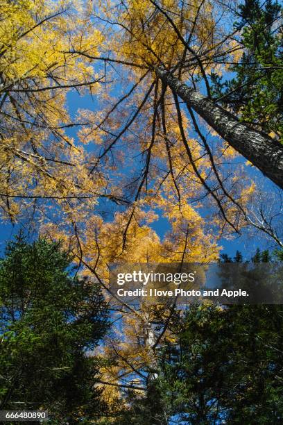 kamikochi autumn scenery - 長野県 stock-fotos und bilder