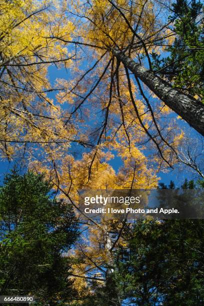 kamikochi autumn scenery - 澄んだ空 stock pictures, royalty-free photos & images