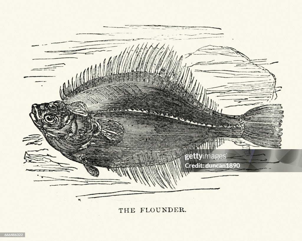 Natural History - Fish - Flounder