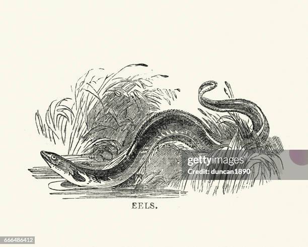 stockillustraties, clipart, cartoons en iconen met natural history - vis - eel - saltwater eel