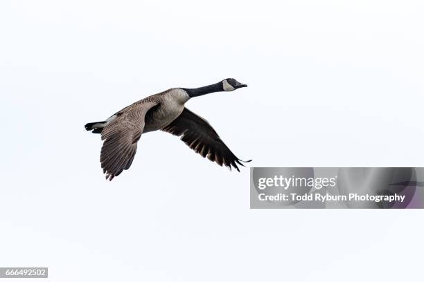 goose in flight - oie oiseau des rivières photos et images de collection