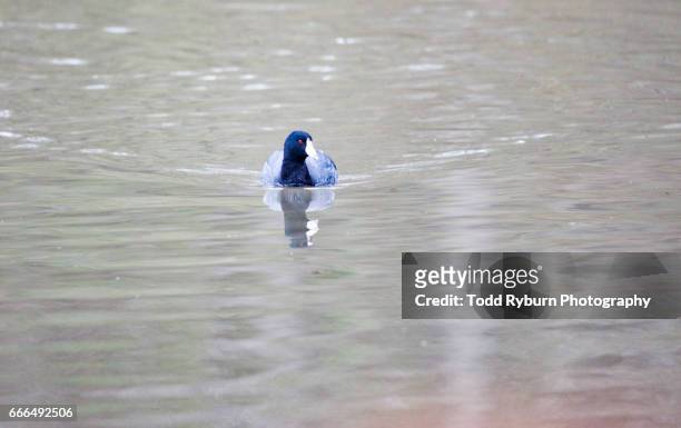 swimming toward you - american coot stock pictures, royalty-free photos & images