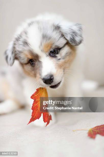 puppy in automn - texture duveteuse stock-fotos und bilder