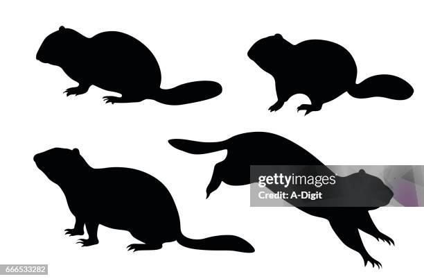 7 845点のモルモットのストックフォト Getty Images 7 845点のモルモットのストックフォト Getty Images