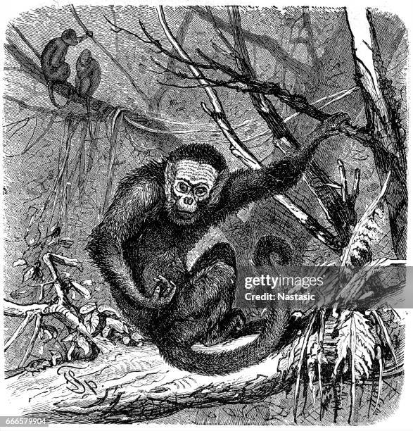 white-headed capuchin (cebus capucinus) - white faced capuchin monkey stock illustrations