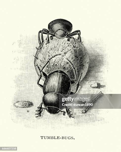 naturgeschichte - bettles - dung beetle (tumblebugs) - dung beetle stock-grafiken, -clipart, -cartoons und -symbole