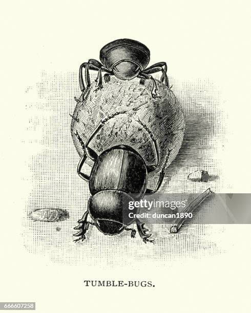 Natural History Bettles Dung Beetle High-Res Vector Graphic