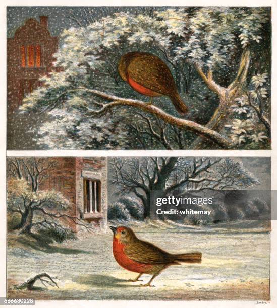 two victorian illustrations of robins in the snow - 19th century style christmas stock illustrations