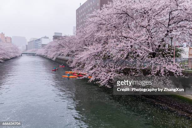 cherry blossoms and tourists in the boat on the sumida river at rainy day, koto ward, tokyo, japan, spring. - cherry blossoms in full bloom in tokyo imagens e fotografias de stock