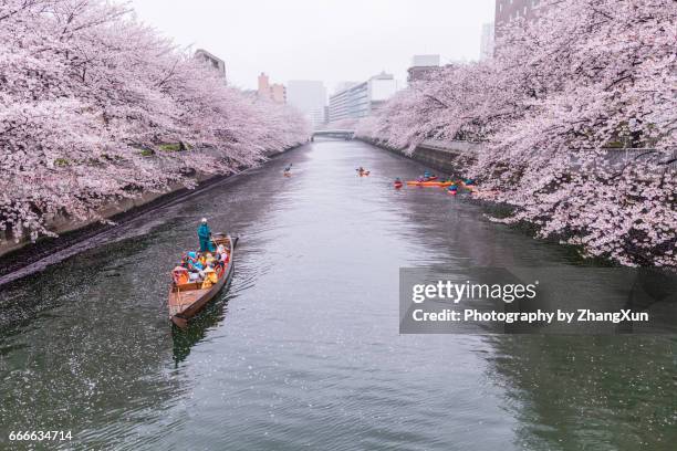 cherry blossoms and tourists in the boat on the sumida river at rainy day, koto ward, tokyo, japan, spring. - cherry blossom in full bloom in tokyo fotografías e imágenes de stock