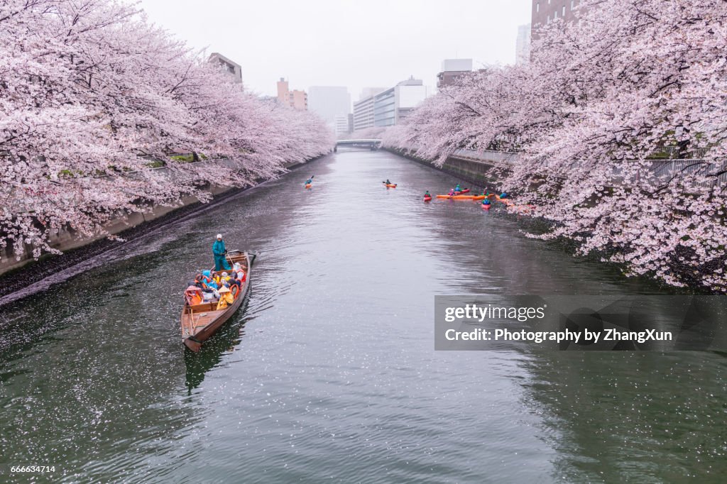 Cherry blossoms and tourists in the boat on the Sumida river at rainy day, Koto ward, Tokyo, Japan, Spring.