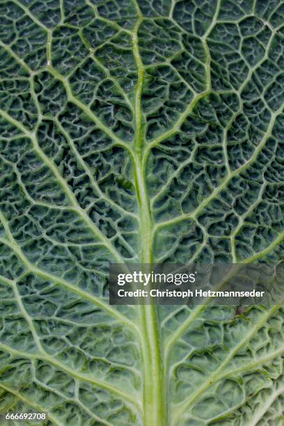 cabbage leaf structure - cabbage leafs stock-fotos und bilder