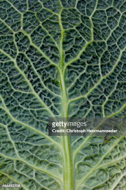 cabbage leaf structure - cabbage leafs stock pictures, royalty-free photos & images