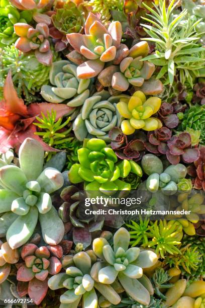 multi colored plants. - succulent plant stock pictures, royalty-free photos & images