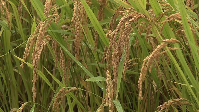 Stalks From Rice 95 Japanese Rice Stalks Stock Videos, Footage, & 4K Video Clips - Getty ...
