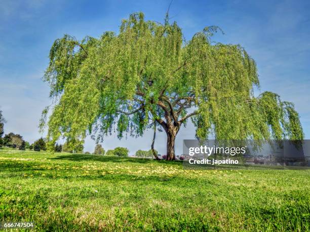 forest scene. willow - salice foto e immagini stock