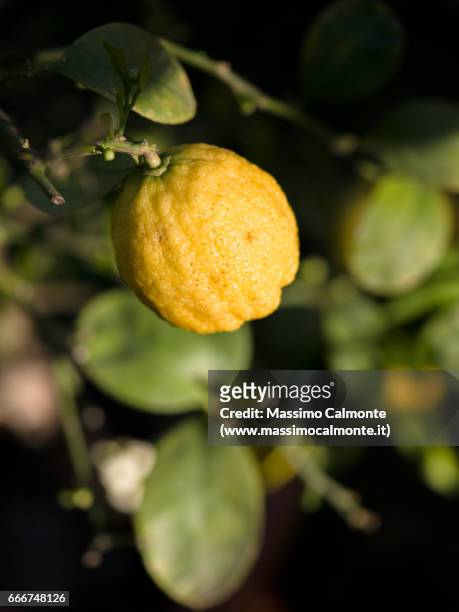 lemon buddha's hand variety - crescita stock pictures, royalty-free photos & images