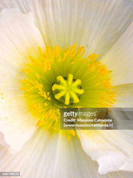 close up of yellow pistil of the flower - crescita stock pictures, royalty-free photos & images