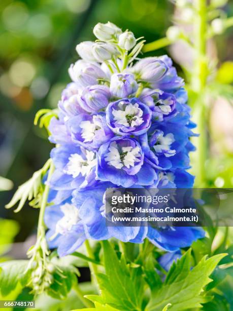 delphinium blue flower - crescita stock pictures, royalty-free photos & images