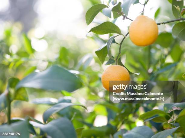 lemon tree detail - cibo - fotografias e filmes do acervo