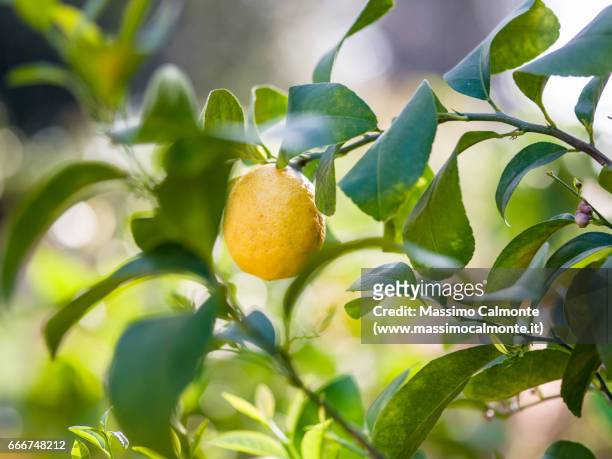 lemon tree detail - crescita stock pictures, royalty-free photos & images