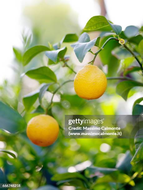 lemon tree detail - crescita stock-fotos und bilder