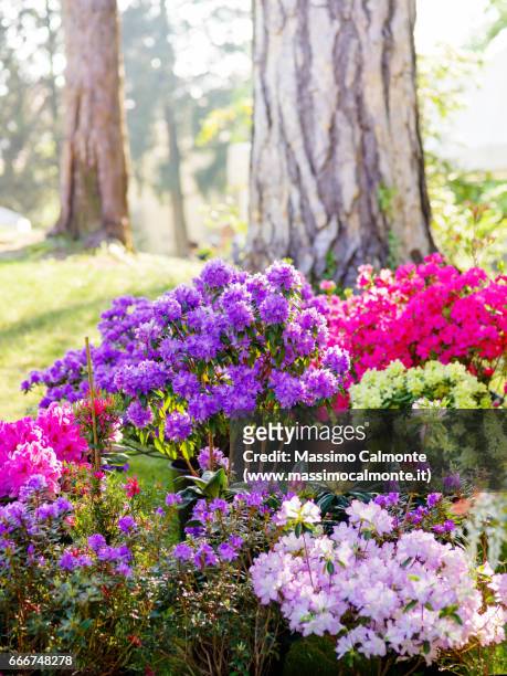 flowers composition with two trees - crescita stock pictures, royalty-free photos & images