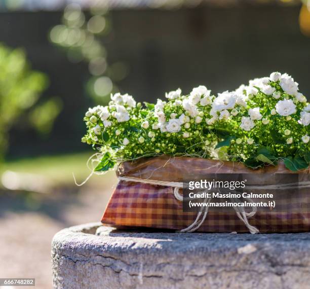 white flowers chest - crescita stock pictures, royalty-free photos & images