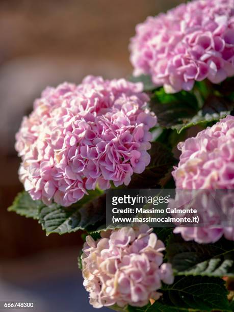 pink flowers in full blossom - morbidezza stockfoto's en -beelden