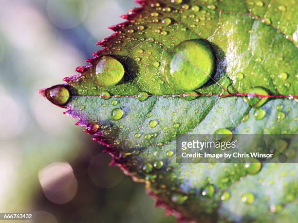 water on rose leaf - green which rose foto e immagini stock
