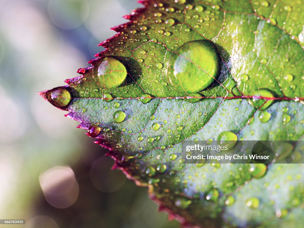 Water on rose leaf