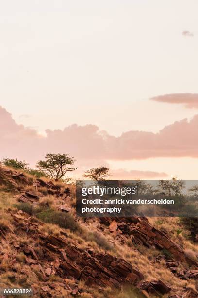 african semi-arid and rocky landscape in sunset light. - kalahari desert 個照片及圖片檔