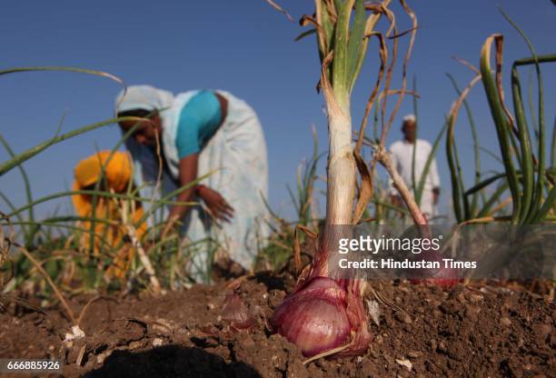Field workers pluck 'Rangada' onions from the field at Kolegaon, near Lasalgaon, Nasik on Thursday. Farmers say this onion will come in the market...